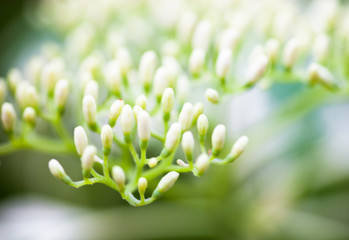 Close up of the dogwood white flower buds