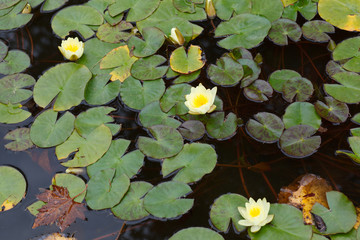 natural background of beautiful lily in pool