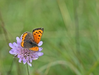 Kleiner Feuerfalter (Lycaena phlaeas) auf Tauben-Skabiose