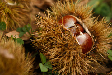 Casta&ntilde;as ca&iacute;das del arbol.