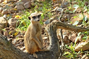 Junges Erdm&auml;nnchen auf Baumstumpf