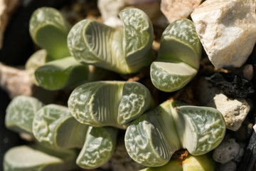 Lithops helmutii, South Africa