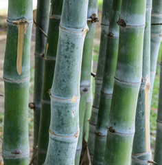 Closeup of bamboo stalk