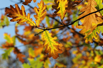 Naklejka na ściany i meble autumn leaves oak