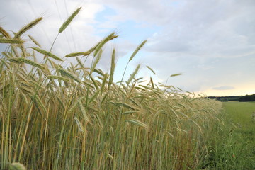 Yellow grain ready for harvest growing in farm field