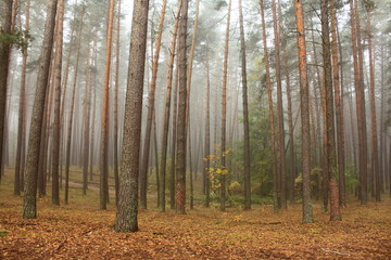 pine forest in morning fog in autumn
