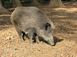 Wildschwein (Sus scrofa)