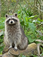 Naklejka premium Waschbär (Procyon lotor) auf Baumstamm