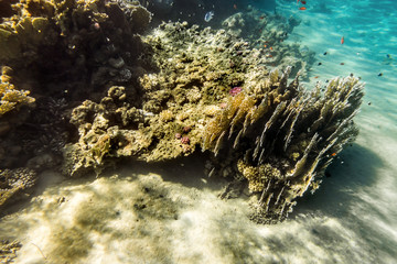 Naklejka na ściany i meble Coral Reef under water of the Red Sea