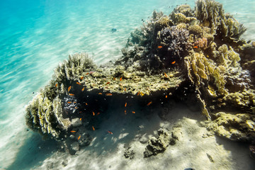 Fototapeta na wymiar Coral Reef under water of the Red Sea