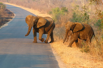 African Elephant