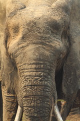 African Elephant