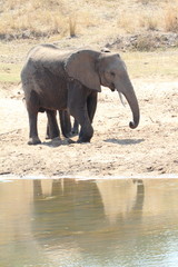 African Elephant