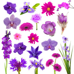 Fototapeta premium Collage of beautiful purple flowers