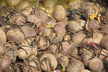 Israel market produce: beet roots
