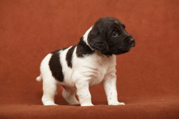 Beautiful puppy of Kleiner Munsterlander Vorstehhund