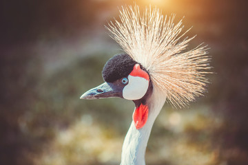 Fototapeta premium Close-up of a crowned crane