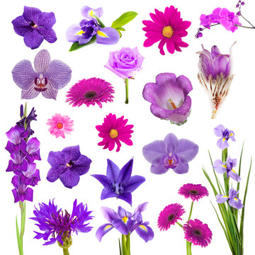 Fototapeta Collage of beautiful purple flowers