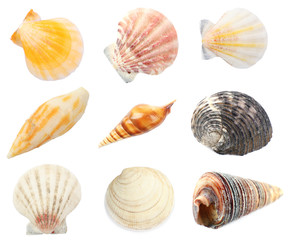 Collage of shells isolated on white
