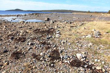 Haematopus ostralegus, Eurasian Oystercatcher. Eggs.