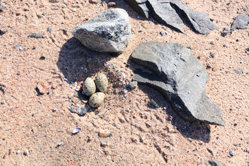 Haematopus ostralegus, Eurasian Oystercatcher. Eggs.