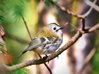 Goldcrest (Regulus regulus)