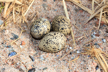 Haematopus ostralegus, Eurasian Oystercatcher. Eggs.