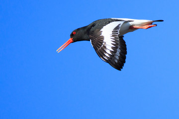 Haematopus ostralegus, Eurasian Oystercatcher
