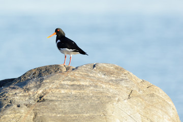 Haematopus ostralegus, Eurasian Oystercatcher