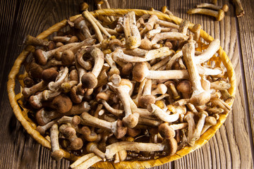 Mushrooms in a basket