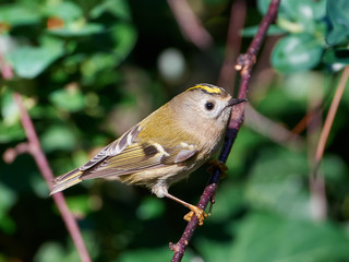 Goldcrest (Regulus regulus)