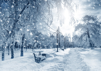 Winter nature, snowstorm