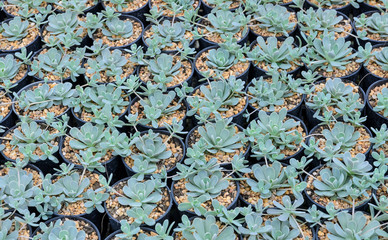Succulent plants in a nursery