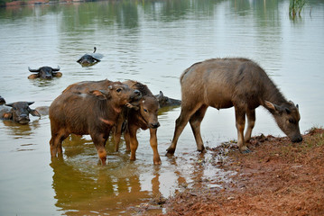 Fototapeta na wymiar Thai buffalo