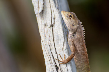 Thai chameleon