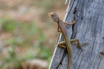 Thai chameleon