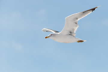 white elegant seagull flying with huge wings at blue sky