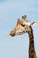 head and neck of young giraffe from the side at blue sky