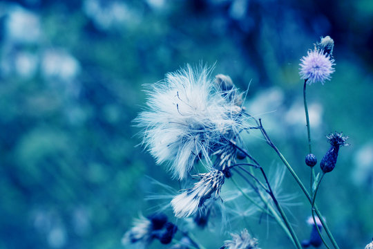 Fototapeta Blue abstract dandelion flower background