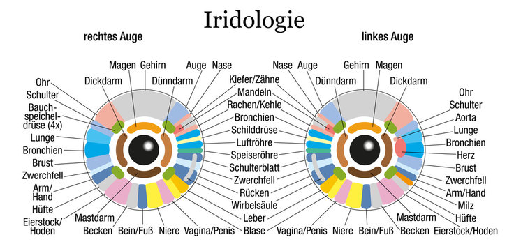 Iridology Chart German White