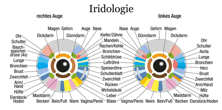 Iridology Chart German White