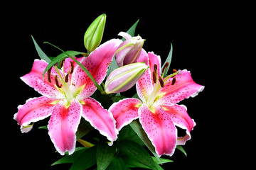 Pink lily on black background