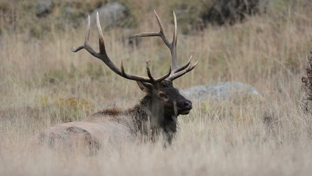 North American elk