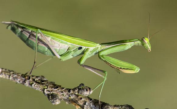 mantide religiosa