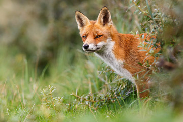 Red fox