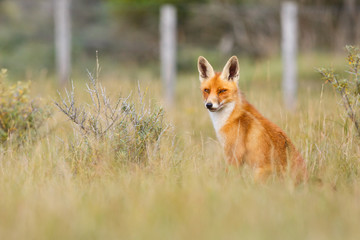 Red fox in a countryside landscape