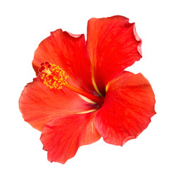 Obraz na płótnie Canvas Red Hibiscus