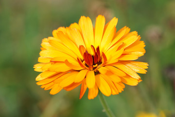 Marigold yellow flowers in the garden.
