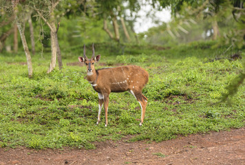 Male Bushbuck in the Forest