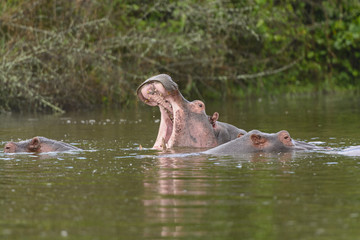 Hippo Yawn in an African Lake